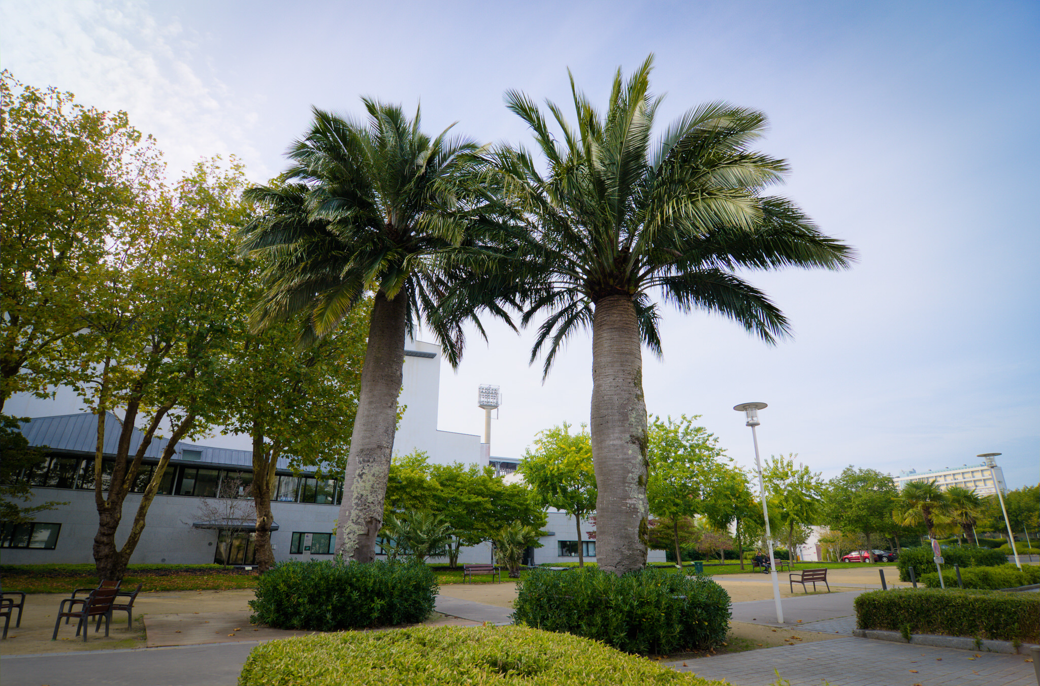 Les palmiers, arbres remarquables - Centre ville - Lorient