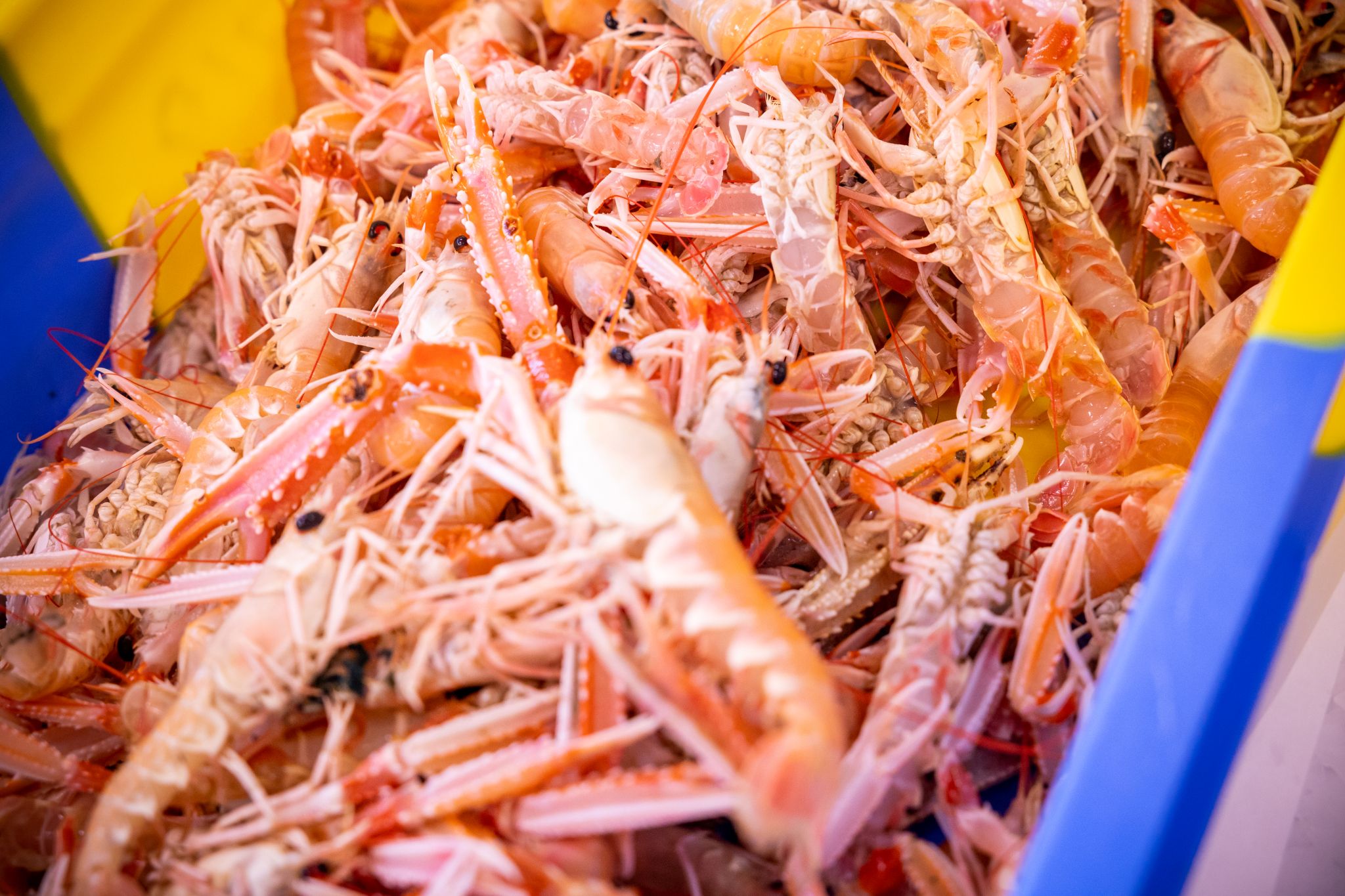 Langoustines au port de pêche de Keroman à Lorient (Morbihan)