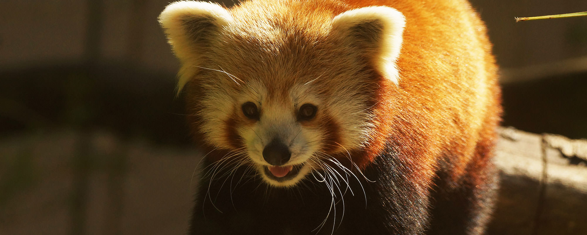 Un panda roux au zoo de Pont Scorff