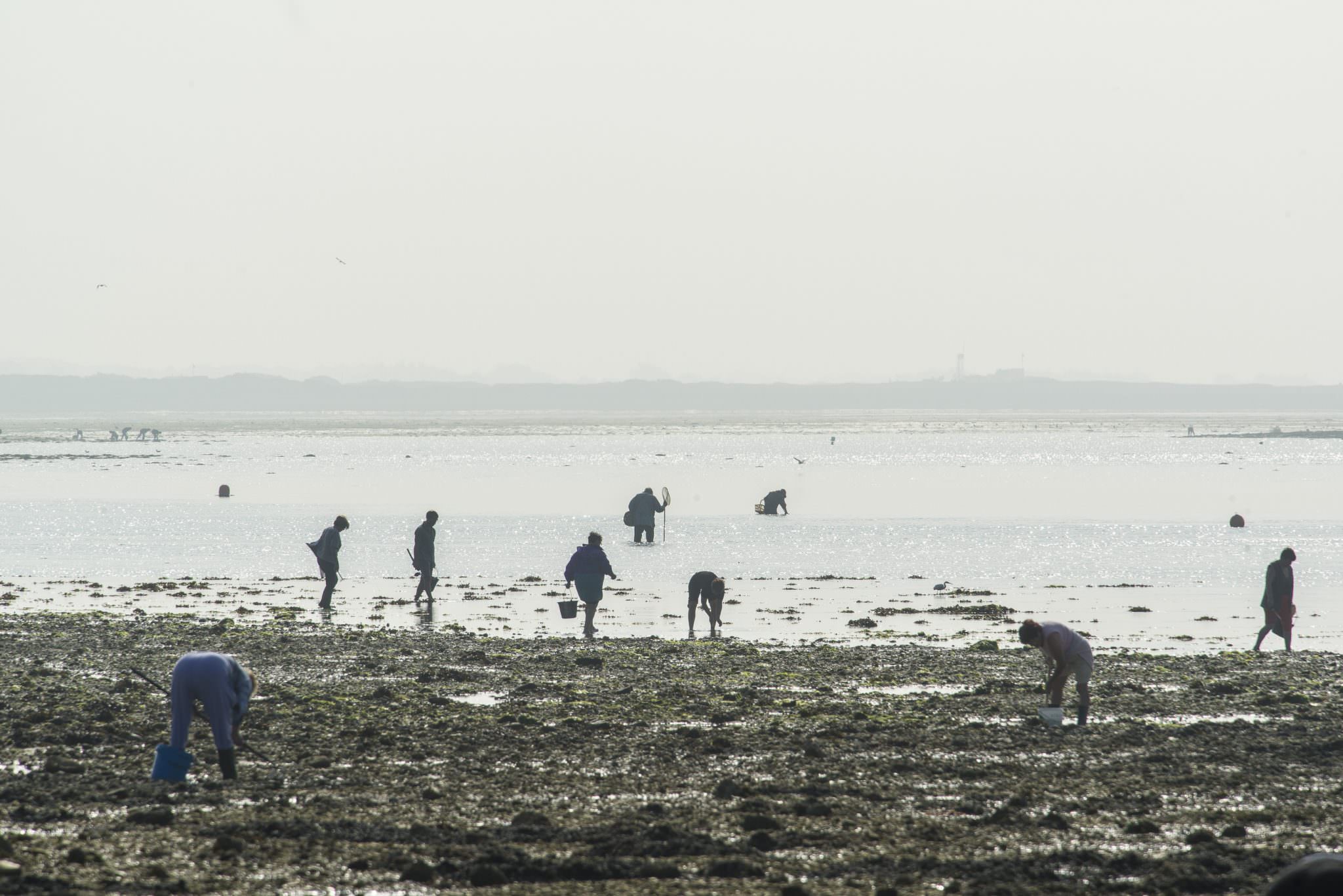 Pêche à marée basse, Gâvers