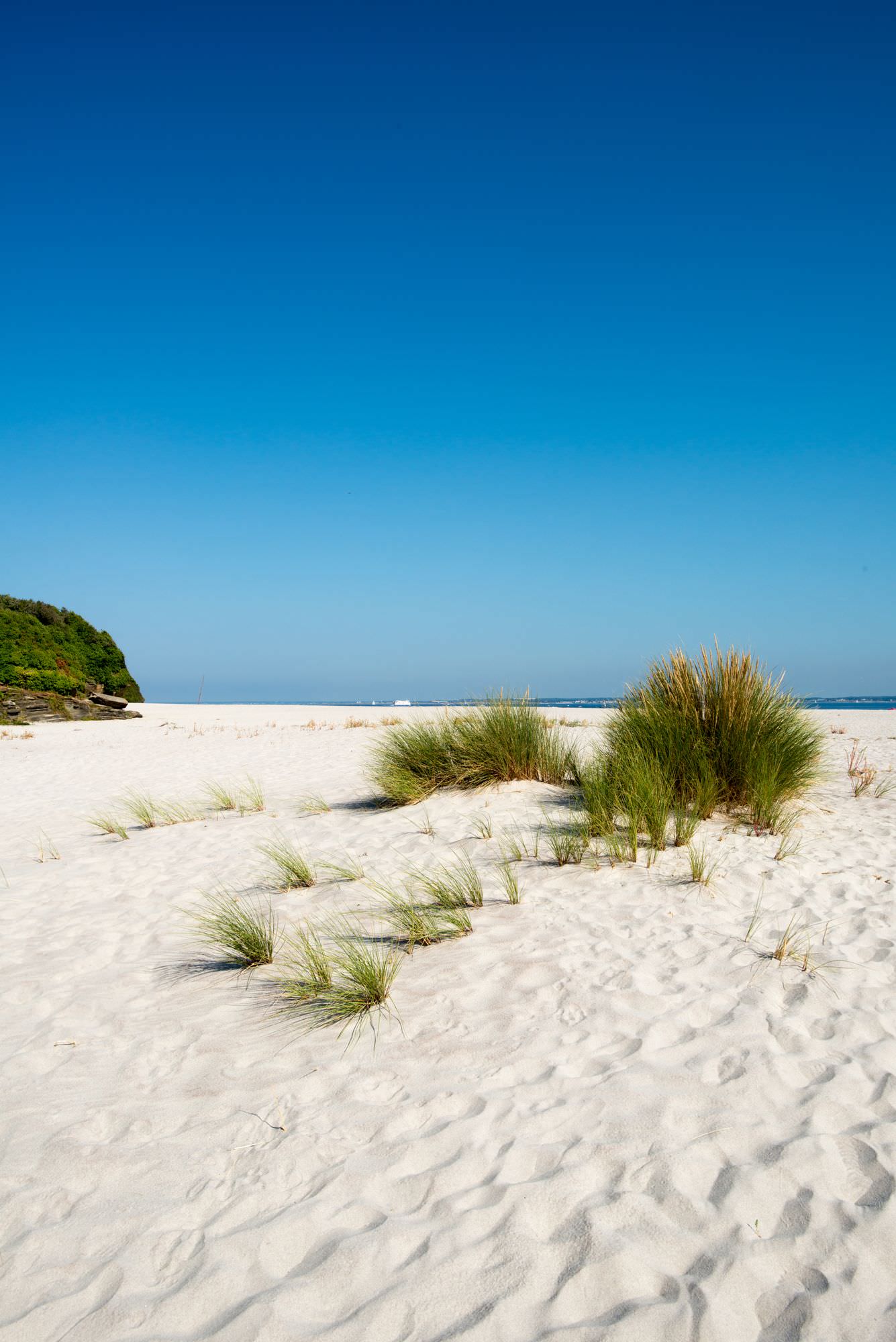 Oyats sur la plage des Grands Sables à Groix.