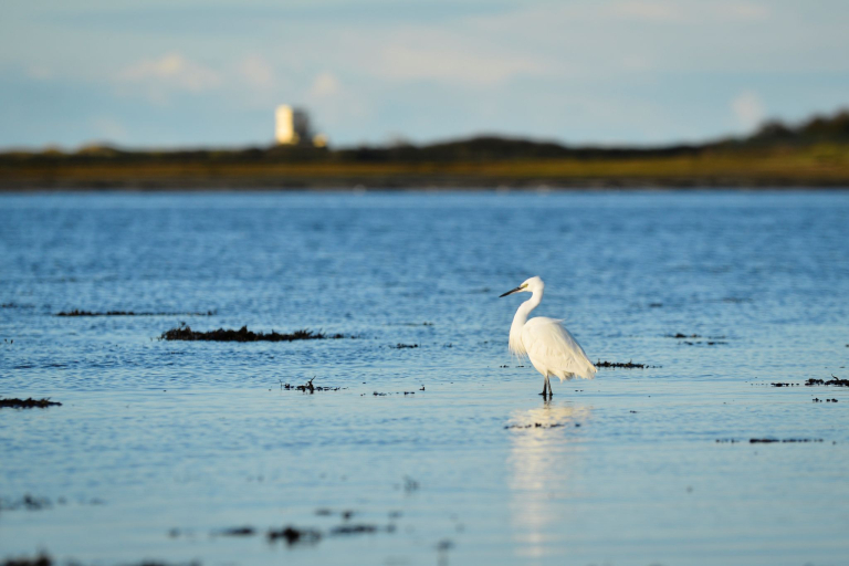 Aigrette dans la petite mer de Gâvres