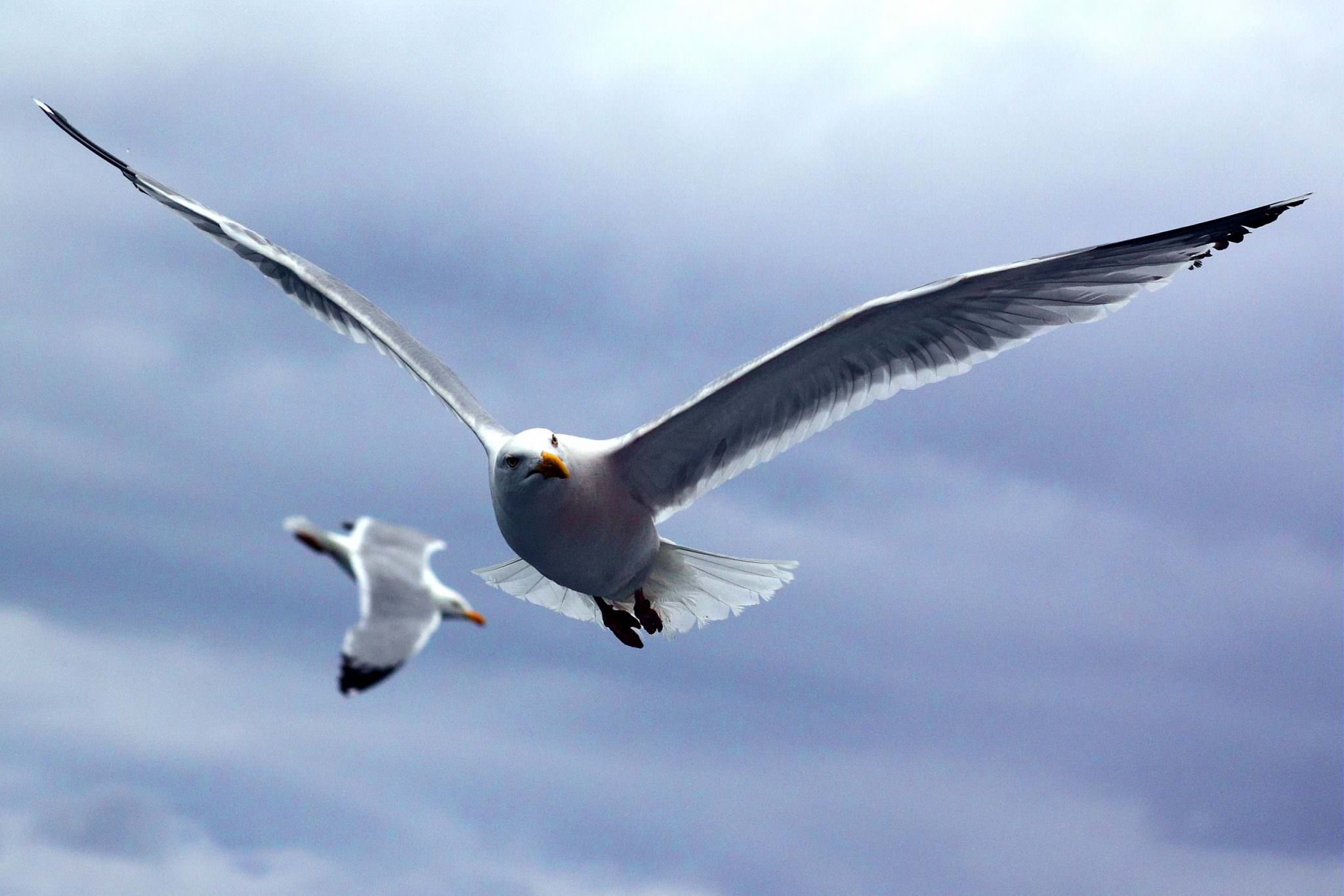 Cap sur les Sept Iles Gros plan sur une mouette. . Une experience bretonne