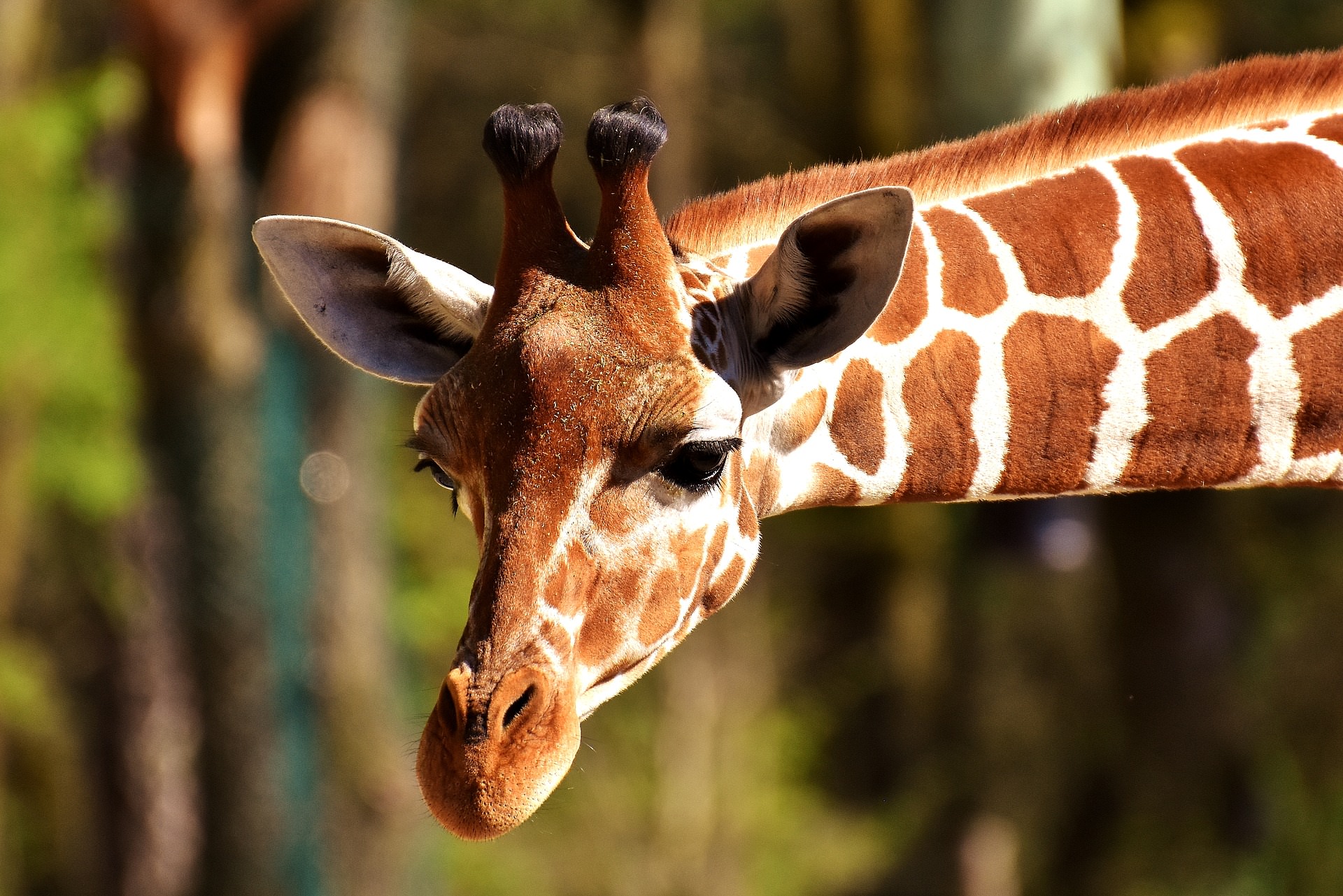 Girafe au zoo de Pont-Scorff.