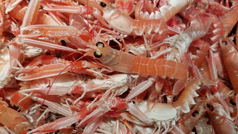 Port de pêche de Lorient, langoustines