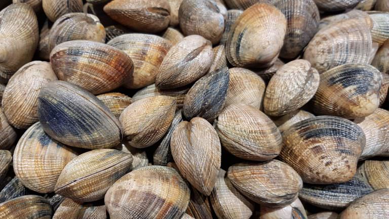 Palourdes issues de la pêche à pied à Lorient Bretagne Sud (Morbihan)