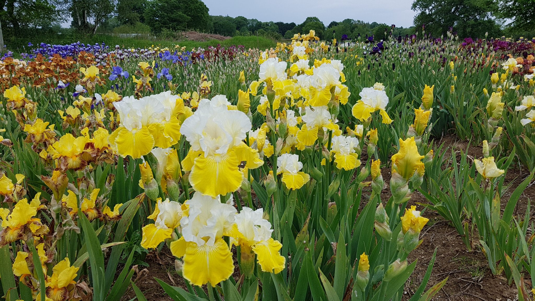 Le Jardin d'Iris à Bubry - champs d'iris ouvert en mai