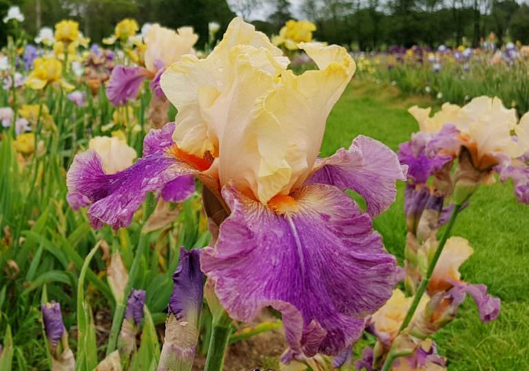 Iris au Jardin d'Iris à Bubry (Morbihan)