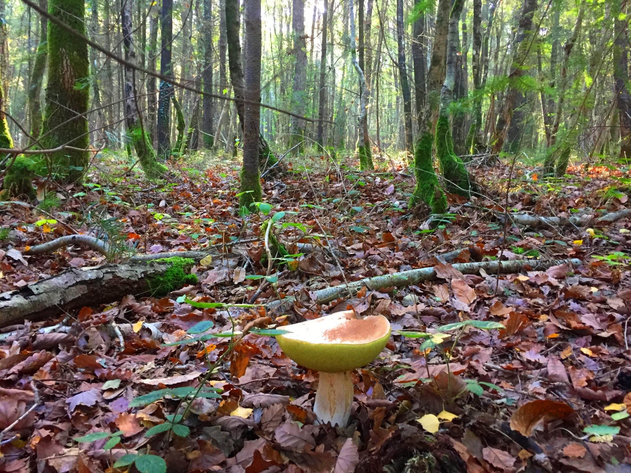 Champignon dans une forêt à Hennebont (Morbihan)