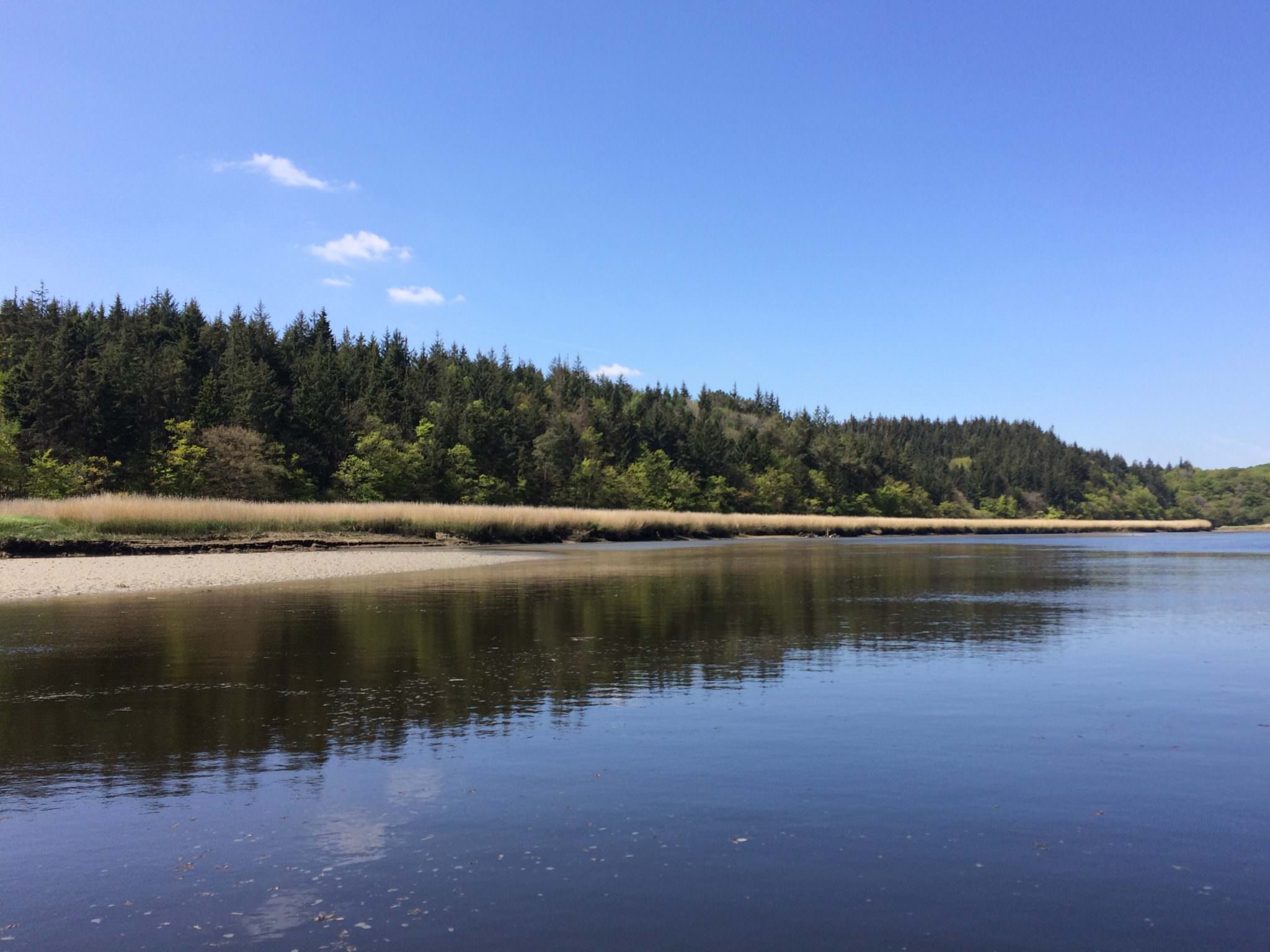 Forêt au bord de la Laïta à Guidel