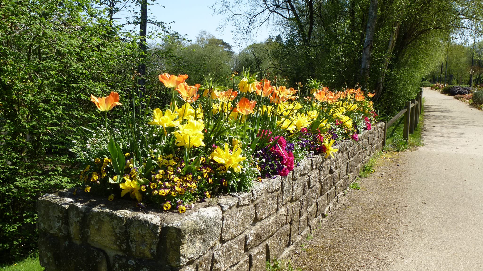 Parterre de fleurs sur un chemin de randonnées pédestres à Caudan