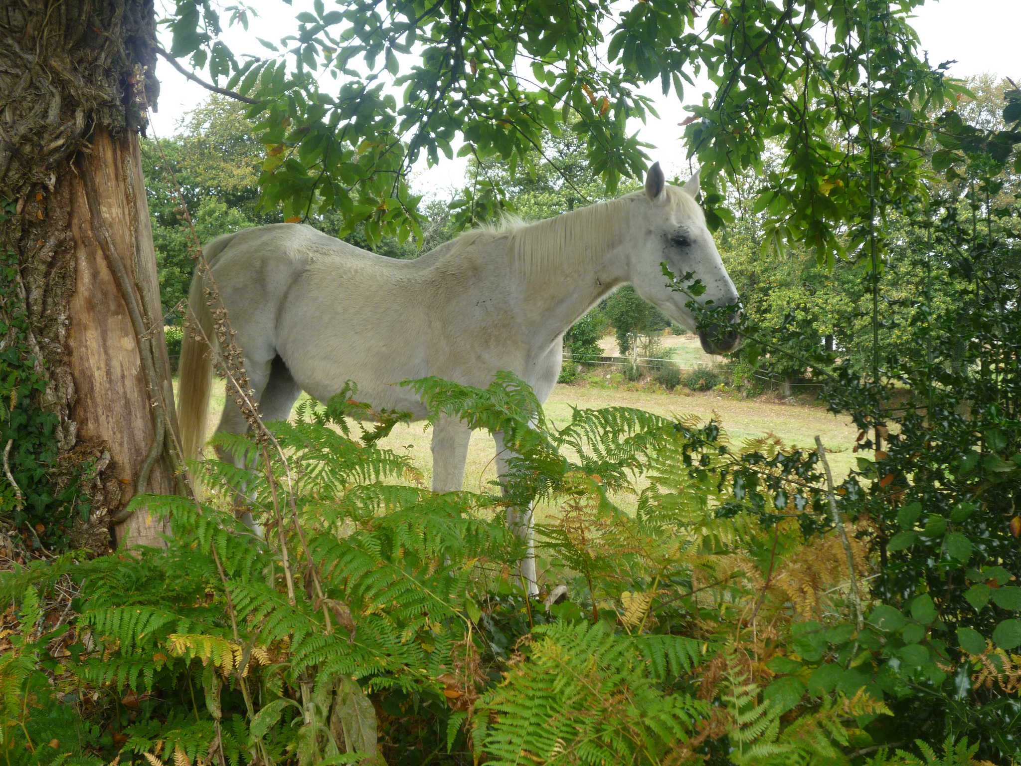 randonnée à cheval à Quistinic