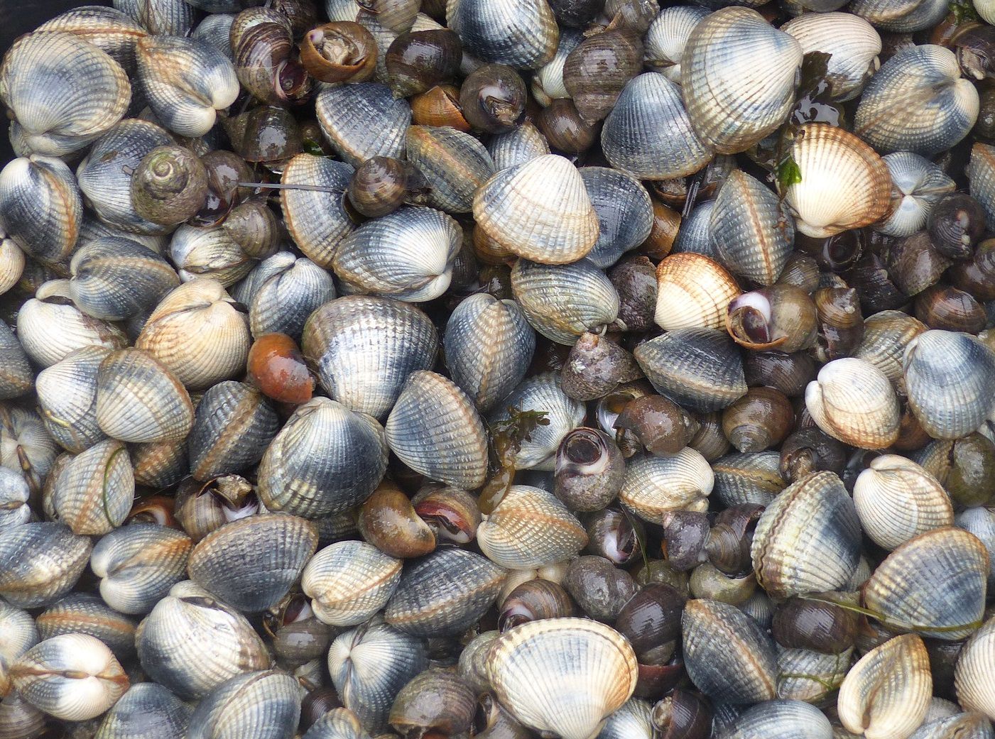 Coques et bigorneaux ramasés pendant la pêche à pied à Gâvres (Morbihan)