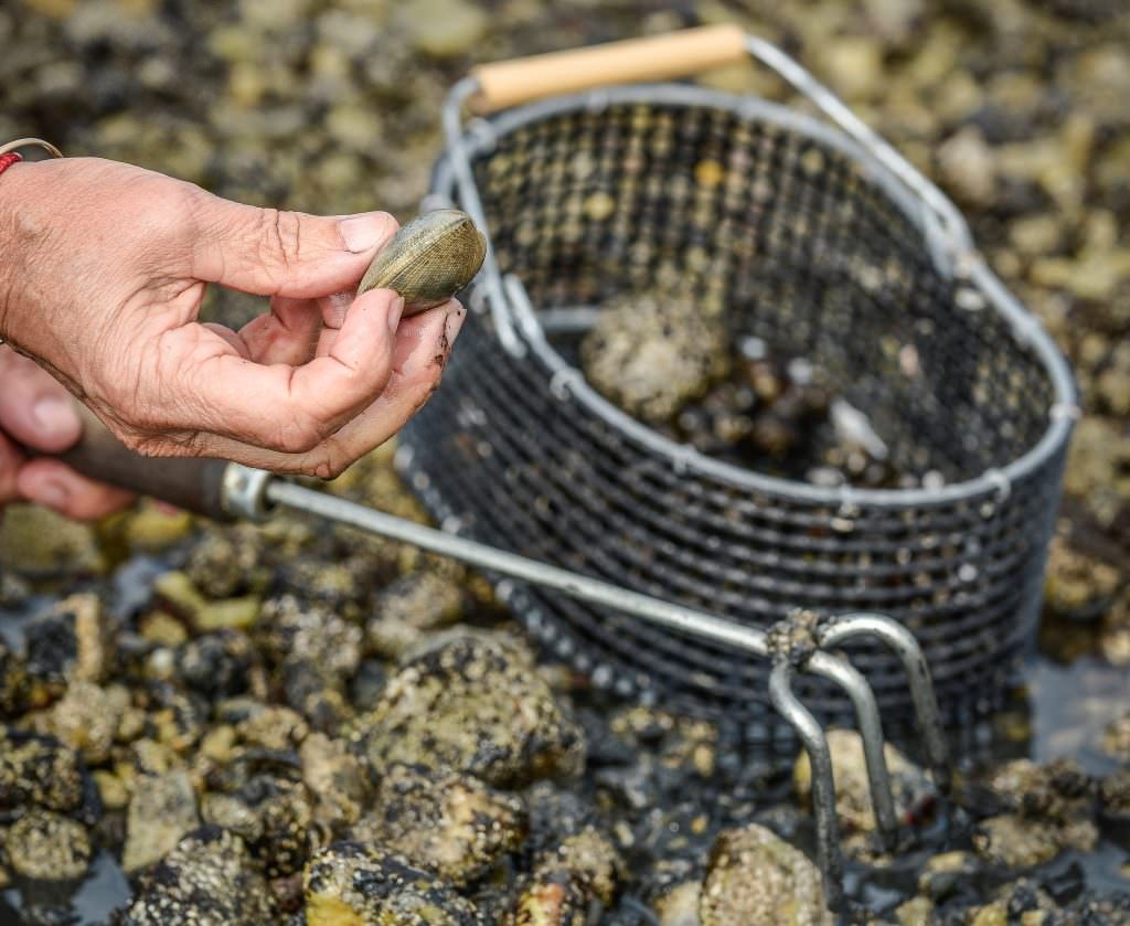 pêche de coquillage à gâvres