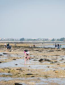 famille à la pêche à pied sur la presqu'île de Gâvres