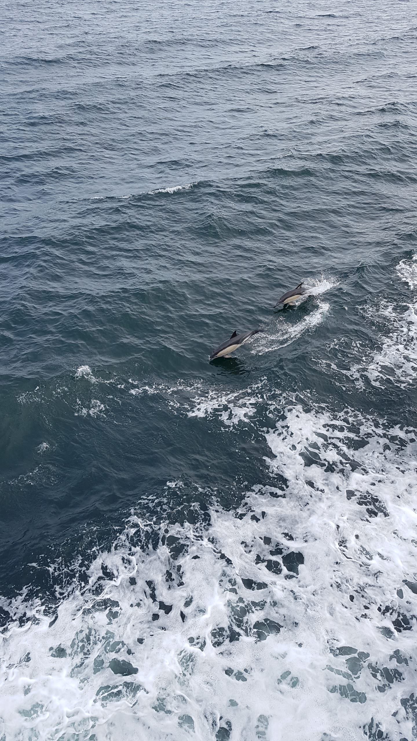 Dauphins entre Groix et Lorient