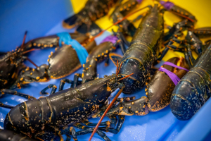 Homard bleu de la côte bretonne au port de pêche de Keroman, à Lorient (Morbihan)