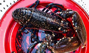 Homard bleu de la côte lorientaise