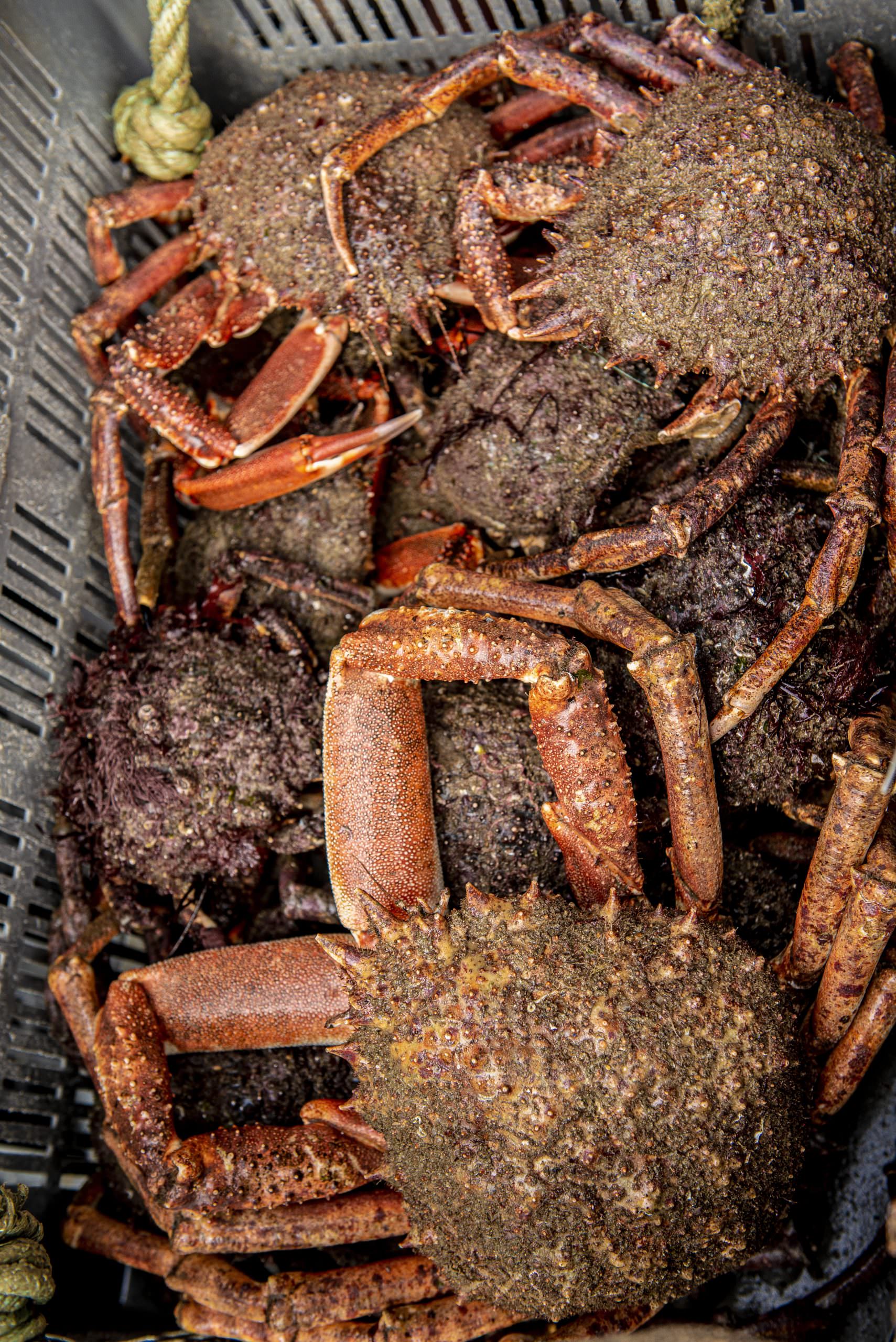 Araignées de mer fraîchement pêchées en Bretagne