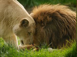 Lions blancs aux Terres de Nataé, parc animalier à Pont-Scorff (Morbihan)