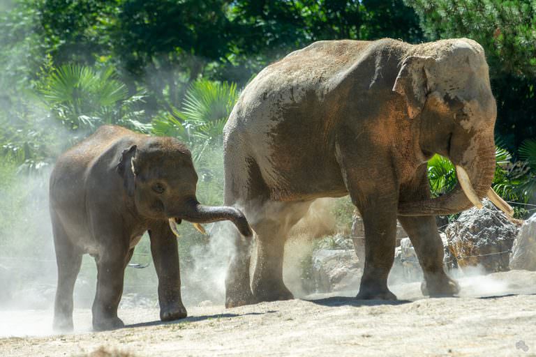 Eléphants aux Terres de Nataé, parc animalier à Pont-Scorff (Morbihan)