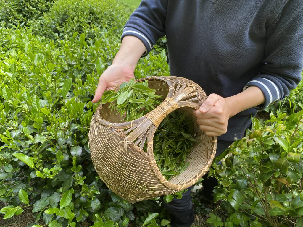 Récolte de thés de Filleule des Fées, producteurs locaux bio dans la vallée du Blavet (Morbihan)