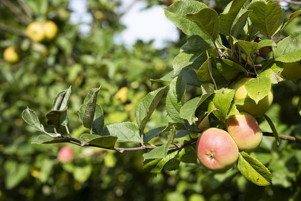 Pommes du verger, producteur de cidre local