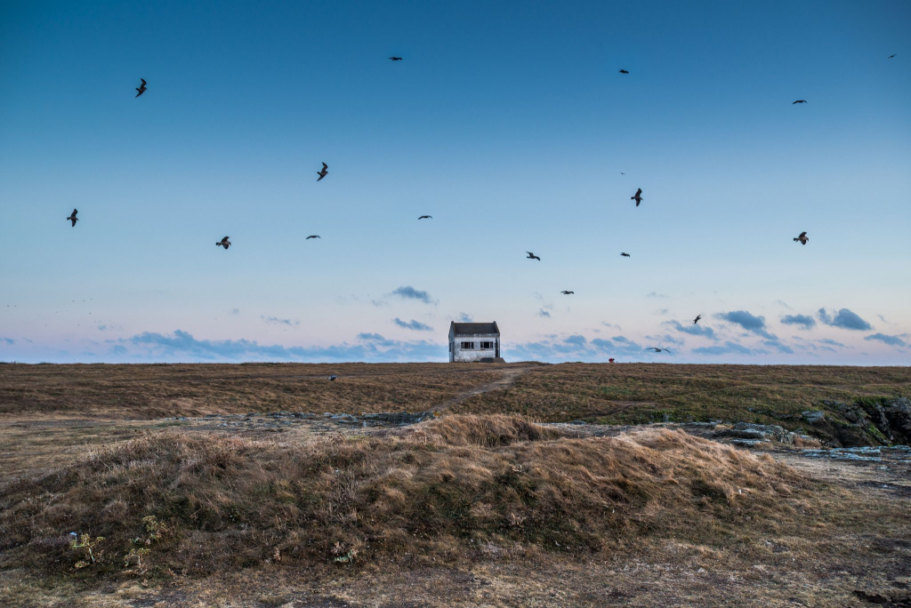 Vol d'oiseaux à la réserve naturelle François Le Bail, sur la pointe de Pen Men de l'île de Groix (Morbihan)