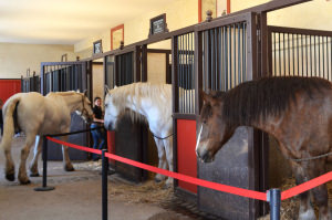 Visite des chevaux dans les écuries du Haras National d'Hennebont (Morbihan)