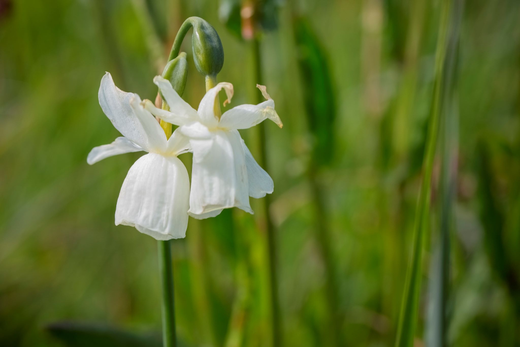 Fleur endémique de l'archipel des Glénan, le Narcisse des Glénan (Finistère)