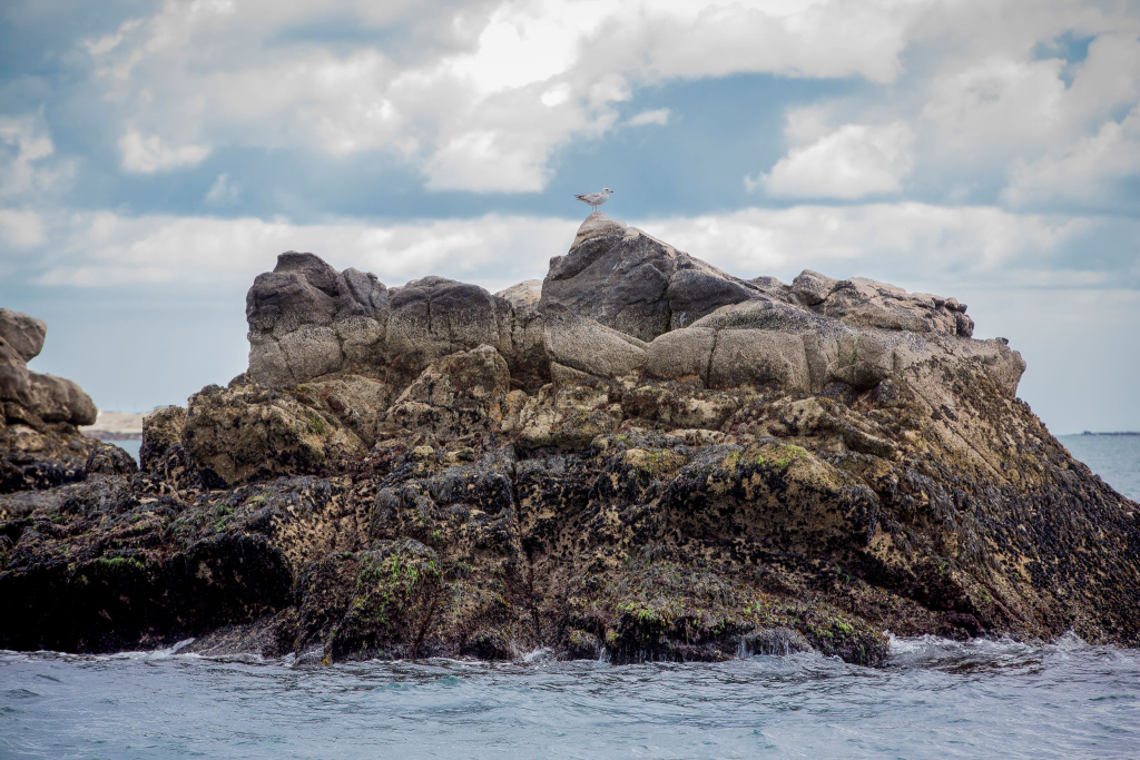Oiseau sur un îlot de l'archipel des Glénan, réserve ornithologique (Finistère)