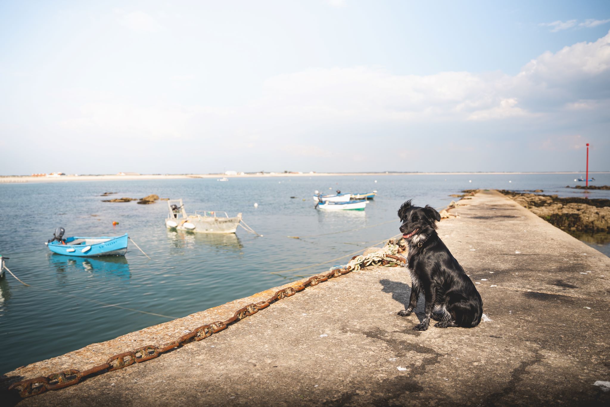 Que faire avec son chien à Lorient Bretagne Sud ? Balade à Gâvres (Morbihan)