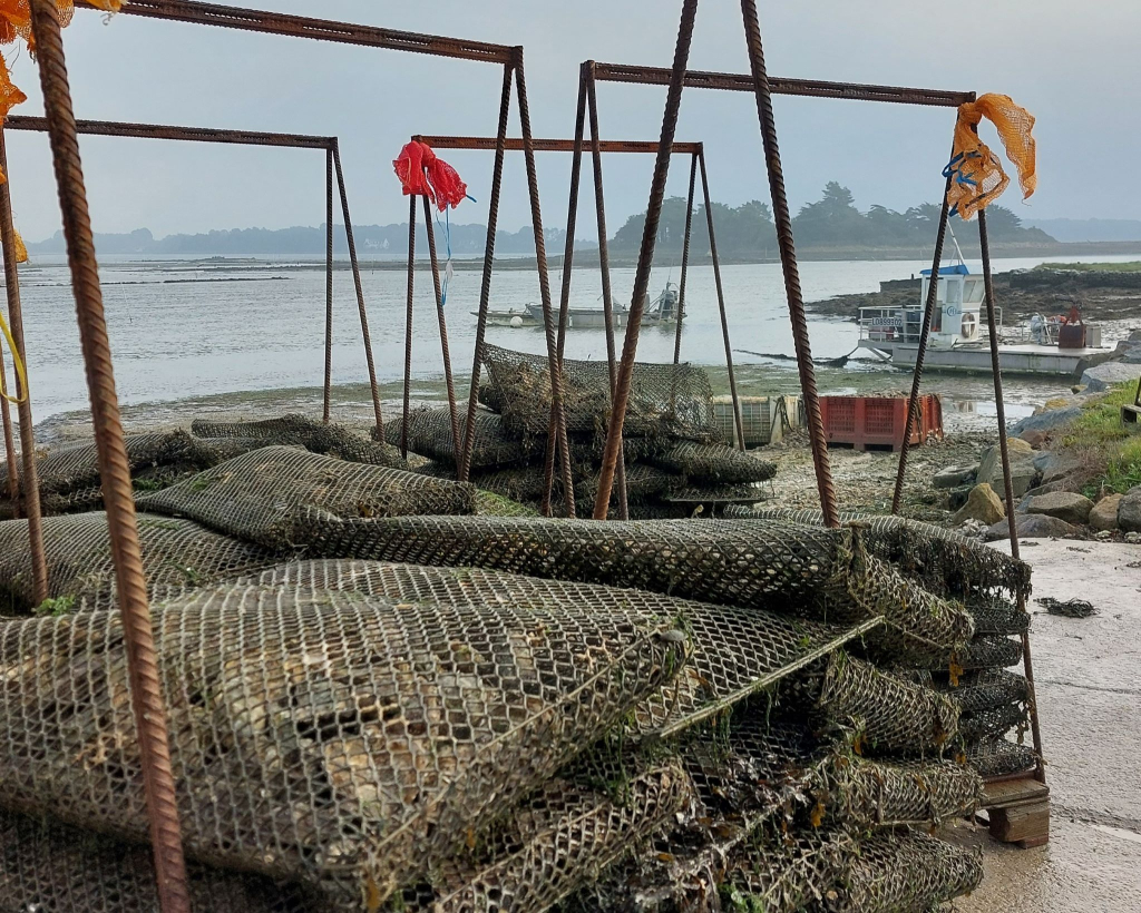 Visite de l'élevage Huîtres Leneveu, ostréiculteurs à Plouhinec (Morbihan)