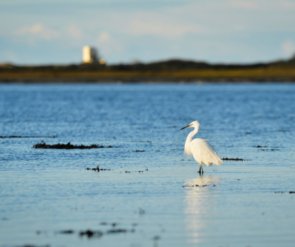 Aigrettte dans la Petite Mer de Gâvres à Riantec (Morbihan)