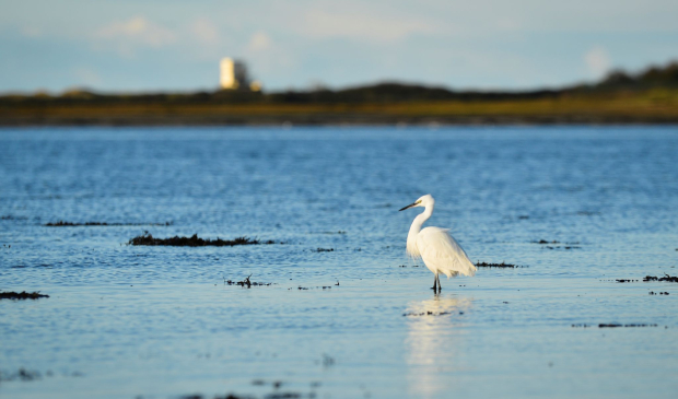 Aigrettte dans la Petite Mer de Gâvres à Riantec (Morbihan)