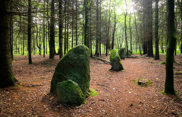 Les menhirs de Kersolan dans la forêt de Languidic