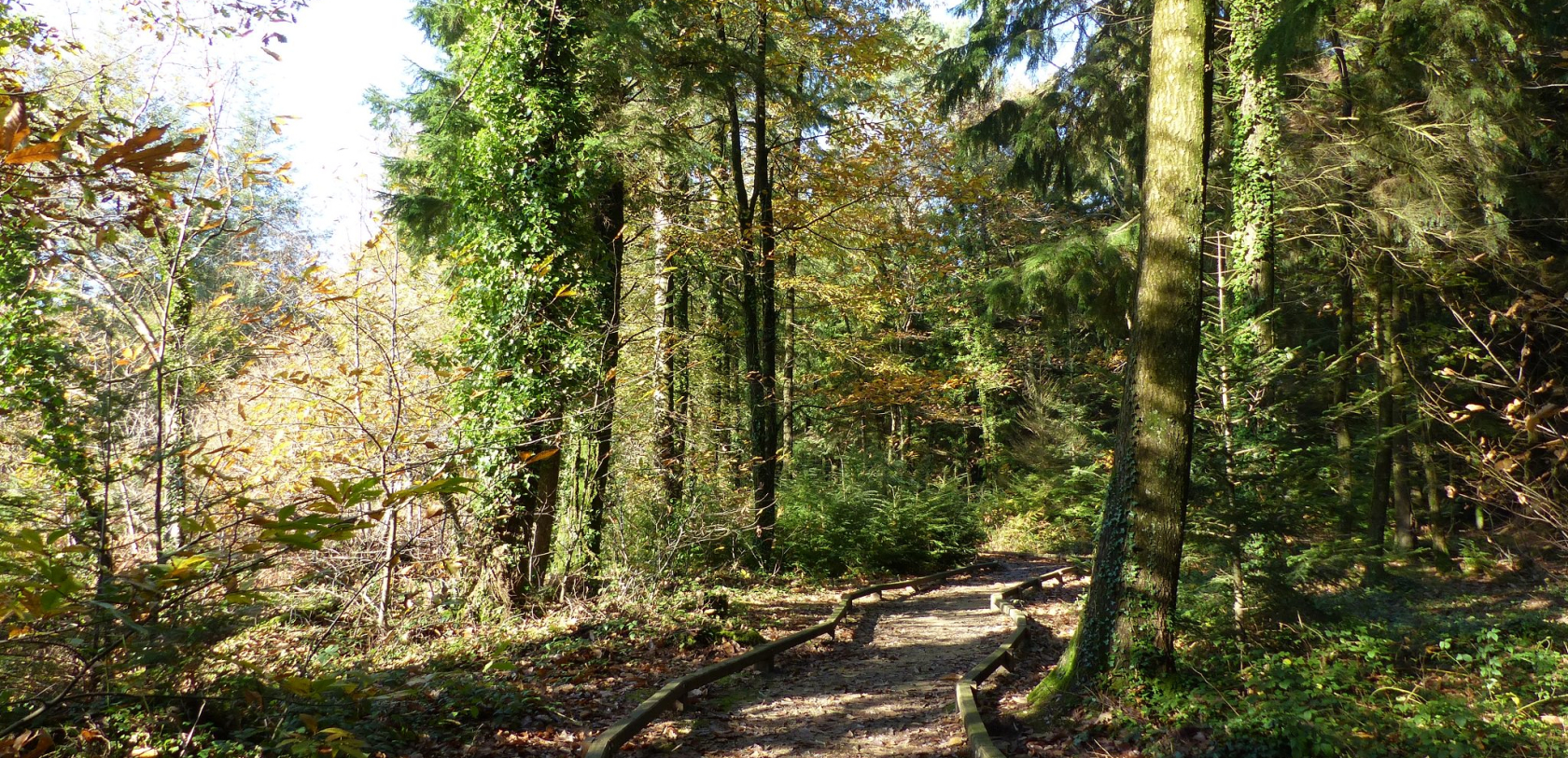 Randonnée sur le parcours sensoriel de La Charbonnière dans la forêt de Trémelin (Inzinzac-Lochrist)