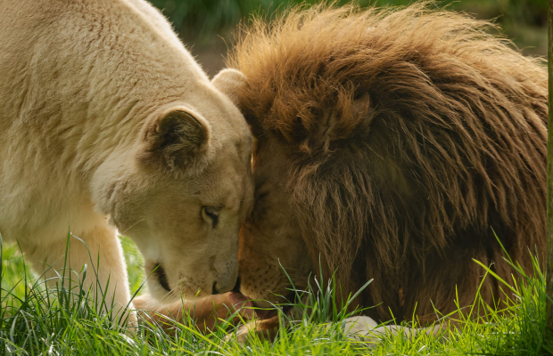 Lions blancs aux Terres de Nataé, parc animalier à Pont-Scorff (Morbihan)