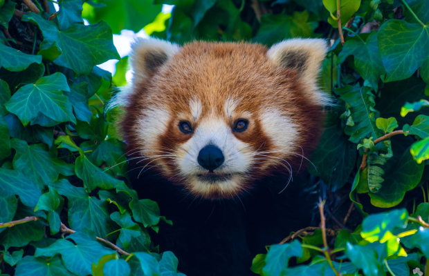 Panda roux au parc refuge animalier Les Terres de Nataé à Pont-Scorff (Morbihan)