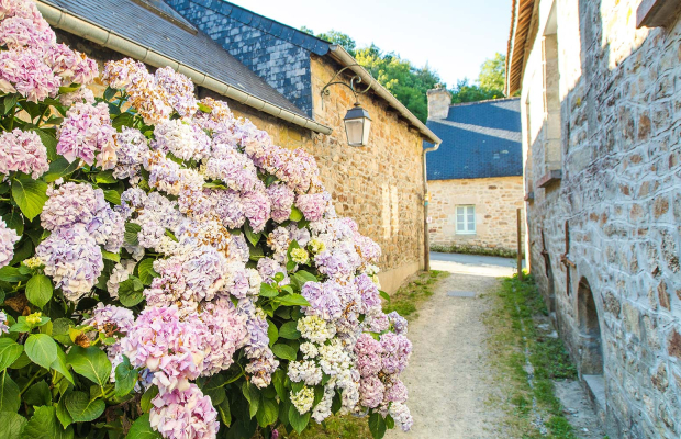 Hortensias dans une ruelle de Pont-Scorff