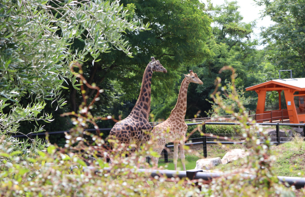 Girafes aux Terres de Nataé, parc animalier à Pont-Scorff (Morbihan)