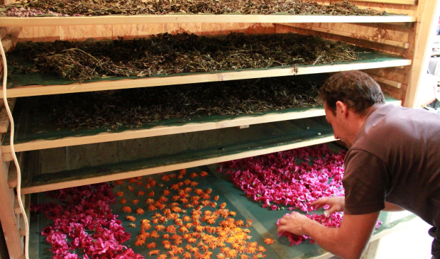 Production de tisanes à Cléguer, Terres de Tisanes (Morbihan)