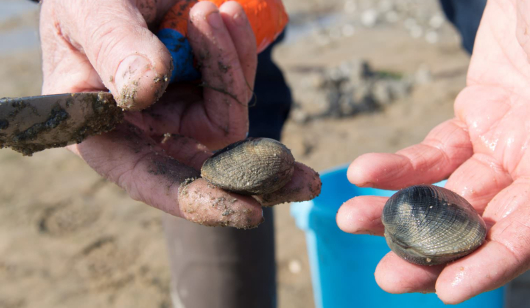 Pêcheurs de coques et palourdes sur la presqu'île de Gâvres (Morbihan)