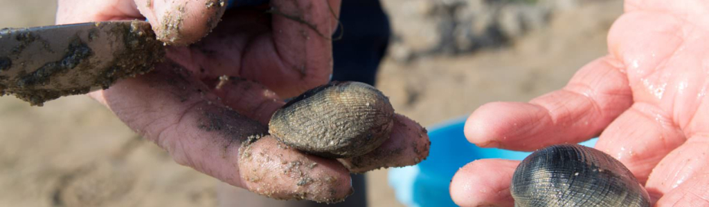 Pêcheurs de coques et palourdes sur la presqu'île de Gâvres (Morbihan)